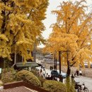 정동근린공원 | 서울 4대궁투어 완벽 가이드｜무료개방 기간과 단풍 명소 하루 코스 한눈에