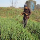 낙안농장 이미지