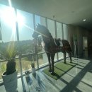 상주국제승마장 이미지