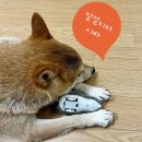 죽전동물병원 | 용인시 10월 광견병 예방접종 지원받아 죽전동물병원에서 맞고 왔어요