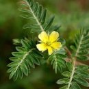 남가새 Tribulus Terrestris 이미지