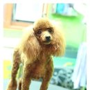 애니펫살롱 이미지