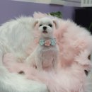 샵뽀도독 이미지