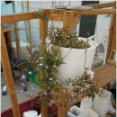 캠브리지 크린 이미지