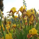 꽃뜨락민박 이미지