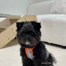 클러스터라운드 | 강아지 옷 추천 | 클러스터라운드 CRR 버블 피쉬 쿨나시 후기