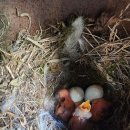 홍준이네 집에 딱새가 둥지를 틀었어요🐦 :: 그 후 1편 이미지
