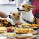 아프리카 펫센터 이미지