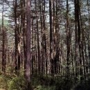 잣나무집 이미지