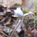 백아산 토종 이미지