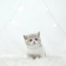 천안 고양이분양 도로시펫 이미지