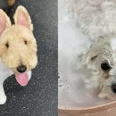 뽀송뽀송애견놀이방 이미지