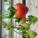 주몽농장 이미지