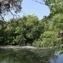 대어(모범음식점) | 위양지(밀양) - 이팝나무