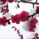 고은님 Daum카페
