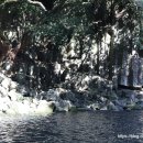 천제연 담팔수나무 이미지