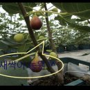 남악농장 이미지