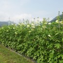 행복한마실농장 이미지