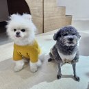 파인댕스 이미지