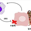 단백질합성효소도 암 세포 공격한다 이미지