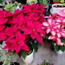 김해꽃식물원 이미지