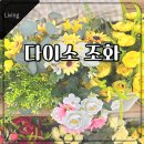 꽃과 소품 | 다이소 조화꽃부터 식물까지! 인테리어 소품 구경