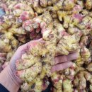 안동생강 판매합니다 싱싱할때 구매하세요~ 이미지