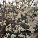 산야촌