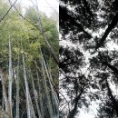 한라수목원 이미지