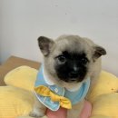 평사(여) 이미지