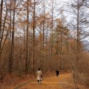 댕댕이숲 이미지