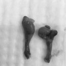 분당 아마존 동물병원 이미지