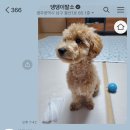 댕댕이발소 이미지