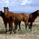 승용목장 이미지