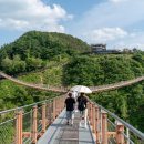 주말 나들이 추천! Y자형 출렁다리와 보랏빛 꽃길 가득한 '포천 한탄강 가든페스타' 생생 후기