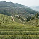 고향에봄 이미지