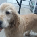 심쿵하개 이미지