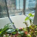 플라워1030(Flower1030) 이미지