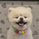 서면애견미용 맘바이 강아지 미용실 이미지