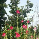 가우정인 이미지