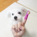백두동물병원 | 강아지 고양이 목숨 지키는 치약 추천, 왜 '버박'이어야 할까? (정품 구매 매뉴얼)
