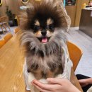 까미하우스 | [강아지 소개] 블랙탄 포메라니안 "까미", 우리 집 에너지 뿜뿜 댕댕이 🐶