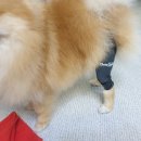 댕토피아 이미지