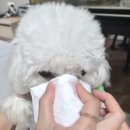 아이소프트 | [내돈내산] 강아지 루비 눈물 관리템💦 바잇미 소프트 아이클리너 사용후기 🐶