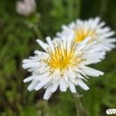 하얀민들레 이미지