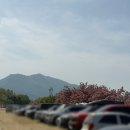 덕풍교옆 공원 | 하남 미사경정공원 겹벚꽃 위치 주차장 꿀팁 총정리 (실시간 개화 정보)