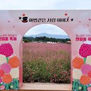 양주 나리공원 천일홍 축제 이미지