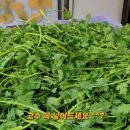 미미전병 이미지