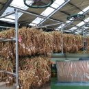 충북농업기술원 마늘연구소 이미지