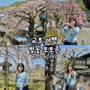 碑-跡 | [오사카/교토] &#39;기요미즈데라 벚꽃&#39; 산넨자카 벚꽃, 니넨자카, 교토 벚꽃 포토존